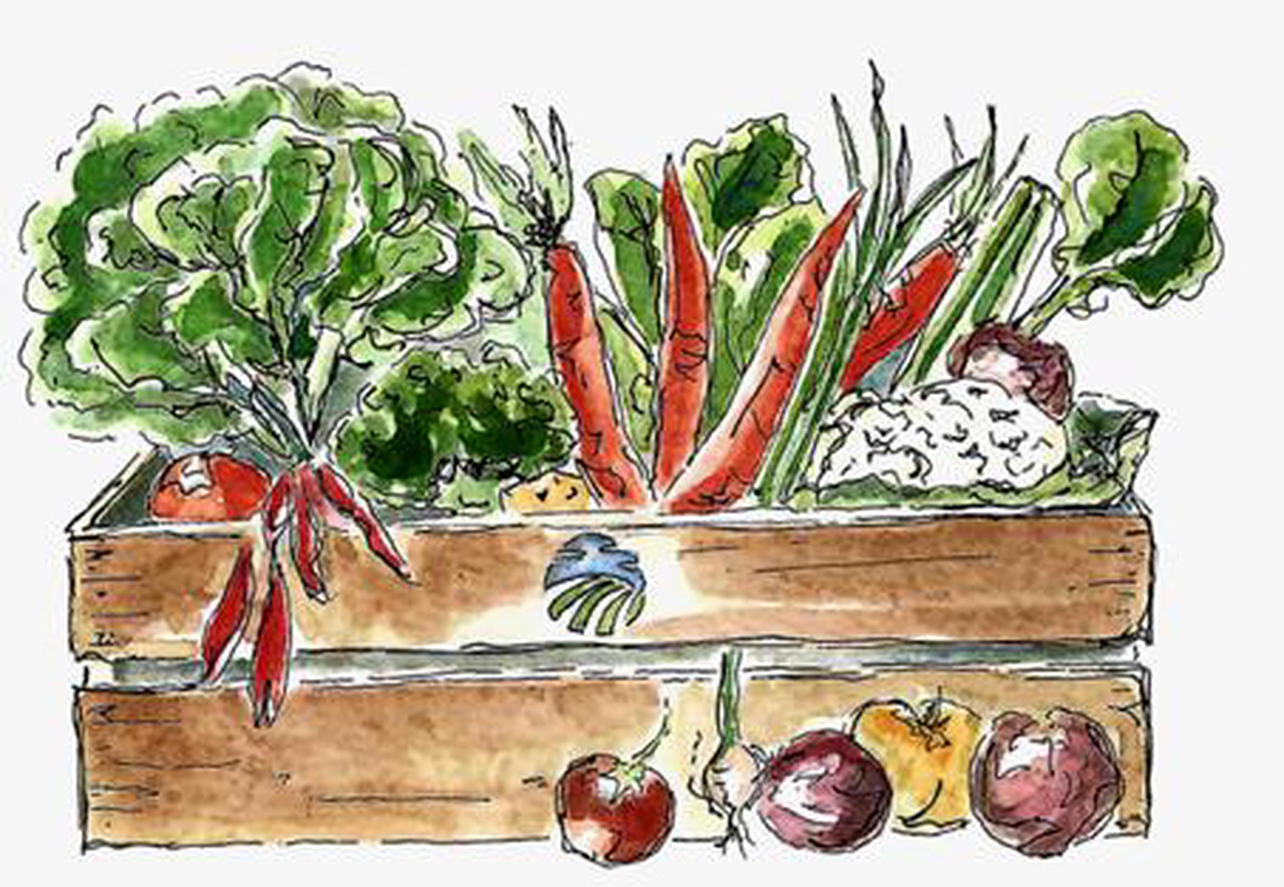 Medium Veg Box